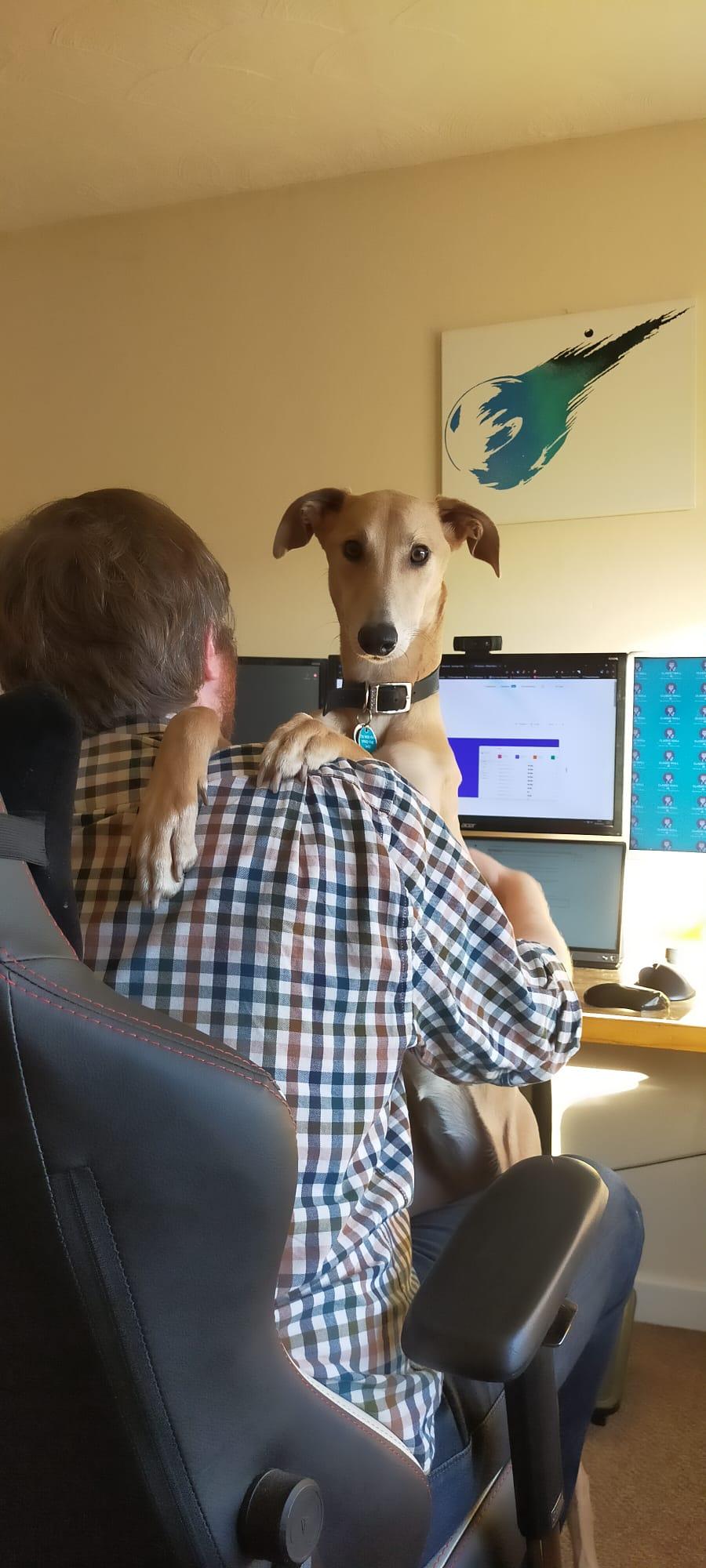 Luci wanting cuddles whilst I'm trying to work